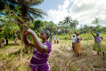 गिनी में एक महिला सहकारी संस्था ने मोरिंगा के पेड़ लगाए हैं, जिससे भूमि क्षरण से बचने के साथ-साथ पूरक आहार भी प्राप्त होता है.