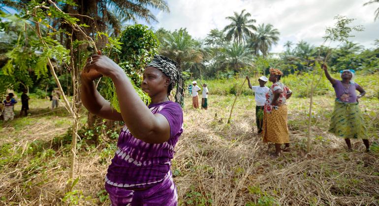 几内亚的一个妇女合作社种植了富含维生素的辣木树，这种树提供膳食补充剂，并支持生物多样性和防止土壤侵蚀。