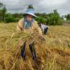 उत्तरी थाईलैंड के च्यांग राय में चावल की फ़सल की कटाई करती महिलाएँ.