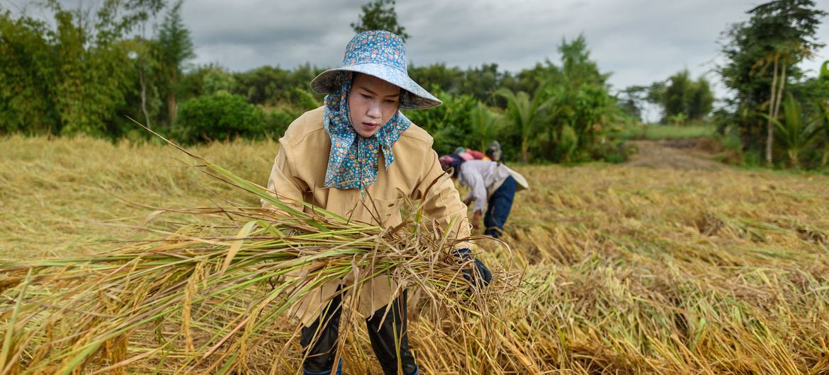 Women harvest rice in Chiang Rai, northern Thailand.