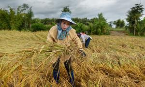उत्तरी थाईलैंड के च्यांग राय में चावल की फ़सल की कटाई करती महिलाएँ.