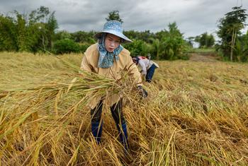 Women harvest rice in Chiang Rai, northern Thailand.