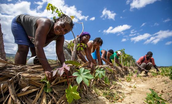 Des agriculteurs dans le nord d'Haïti s'efforcent de prévenir l'érosion de leurs terres.