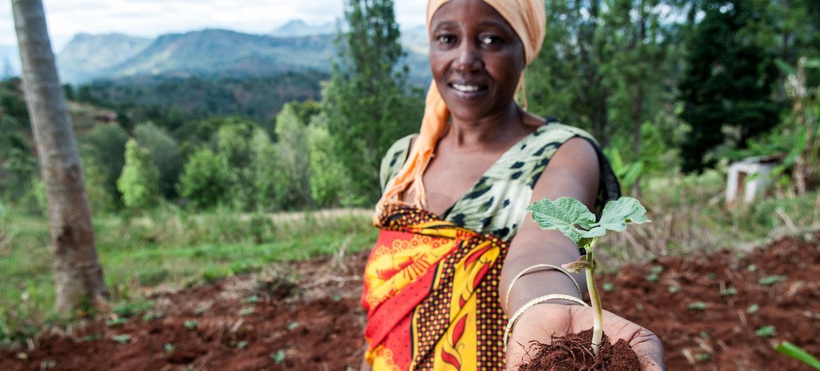 Tress are being planted in Tanzania to help combat soil erosion.