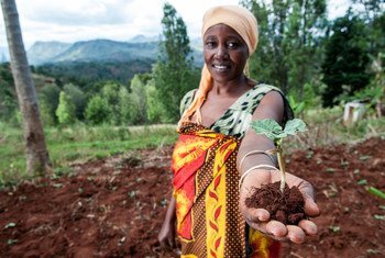 तंज़ानिया में मृदा क्षरण से निपटने के लिये पेड़ लगाये जा रहे हैं.