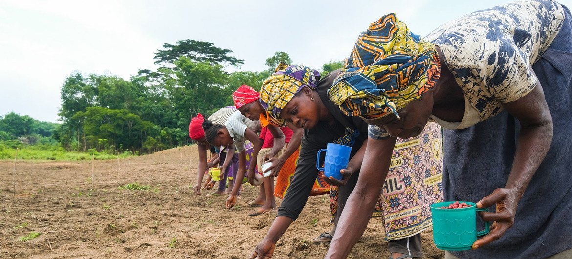 Woman plant peanuts in Yangambi, Democratic Republic of the Congo.
