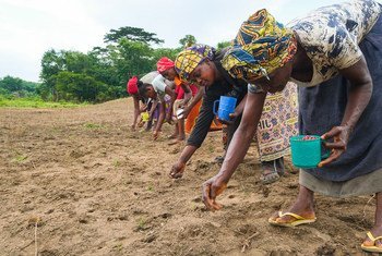 Woman plant peanuts in Yangambi, Democratic Republic of the Congo.