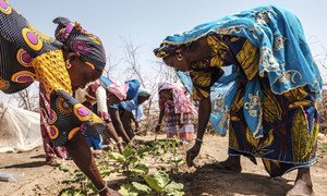 Women work in a vegetable garden in a village in Senegal. The village is part of the 