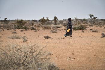 سيدة صومالية تتوجه إلى نقطة نقل المياه بالشاحنات في قرية كوريسون، جالكايو، الصومال.