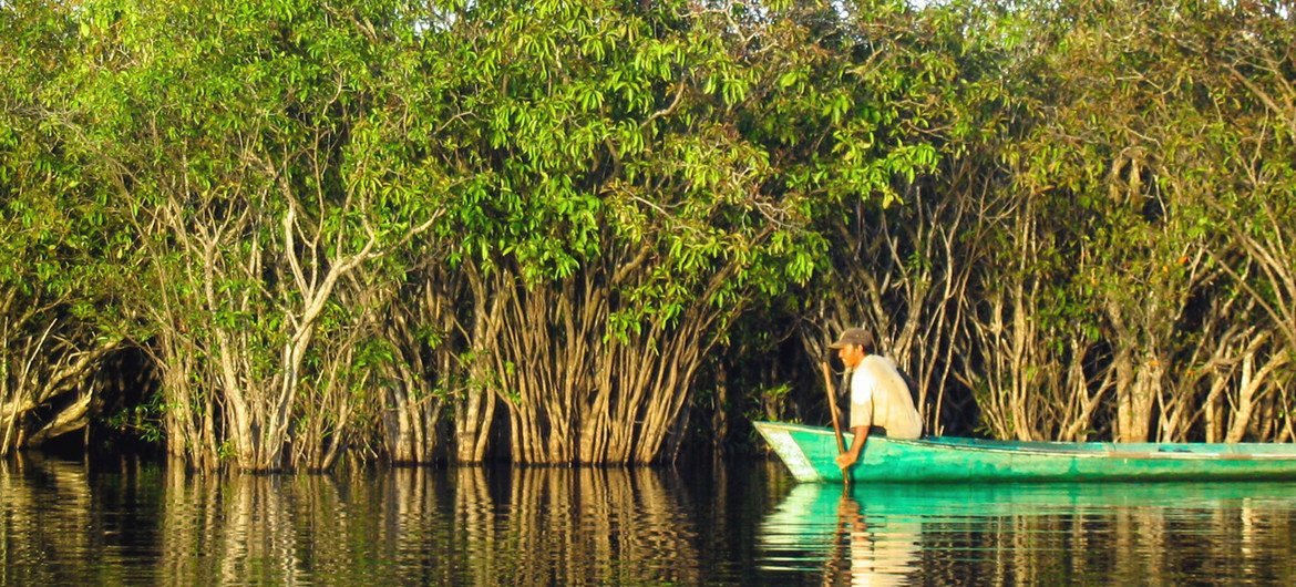 Mangroves in Lake Sentarum in West Kalimantan, Indonesia.