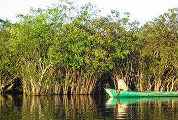 Мангровые заросли на озере Сентарум в Западном Калимантане, Индонезия.