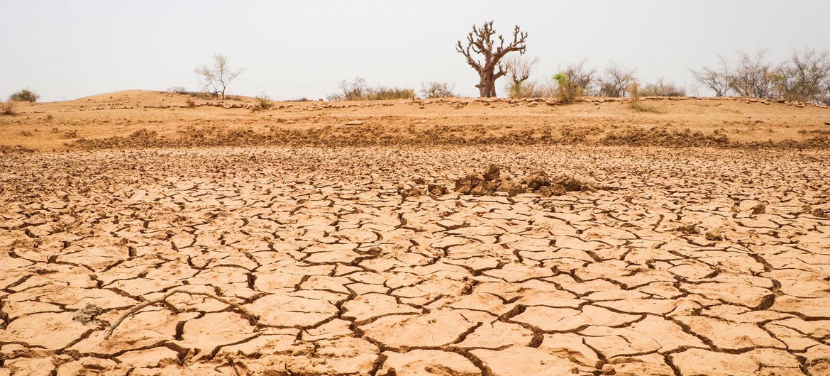 Сенегал - одна из стран мира, регулярно сталкивающихся с проблемой сильной засухи. 
