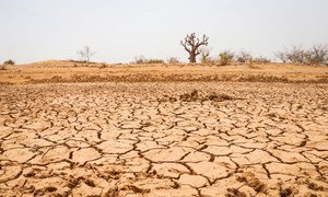 Senegal is one of six countries that has been affected by acute drought this year. Senegal is one of six countries that has been affected by acute drought this year.