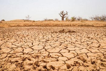 Сенегал - одна из стран мира, регулярно сталкивающихся с проблемой сильной засухи. 