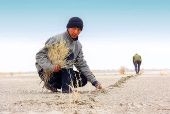 Засоленность почвы мешает фермерам Узбекистана повышать урожайность. На помощь приходит ФАО.