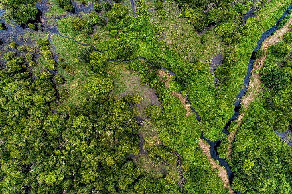 Los bosques de turberas, un tipo de humedal, como este en Kalimantan central, Indonesia, pueden almacenar gases nocivos de dióxido de carbono.