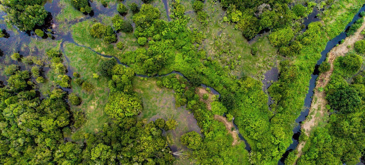 Los bosques de turberas, un tipo de humedal, como este en Kalimantan central, Indonesia, pueden almacenar gases nocivos de dióxido de carbono.