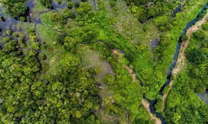 Peatland forests like this one in central Kalimantan, Indonesia, can store harmful carbon dioxide gasses. 