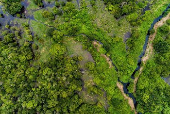 像印度尼西亚加里曼丹岛中部这样的泥炭地森林可以储存有害的二氧化碳气体。