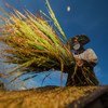 A farmer harvests rice in Bantaeng, Indonesia.