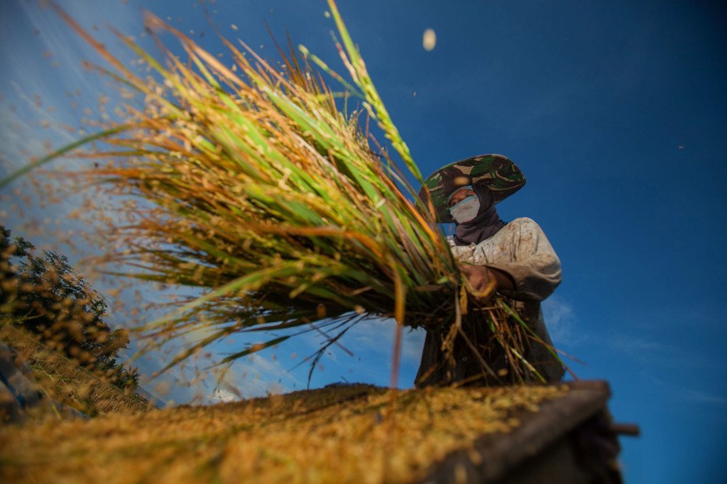 Un agriculteur récolte du riz à Bantaeng, en Indonésie.