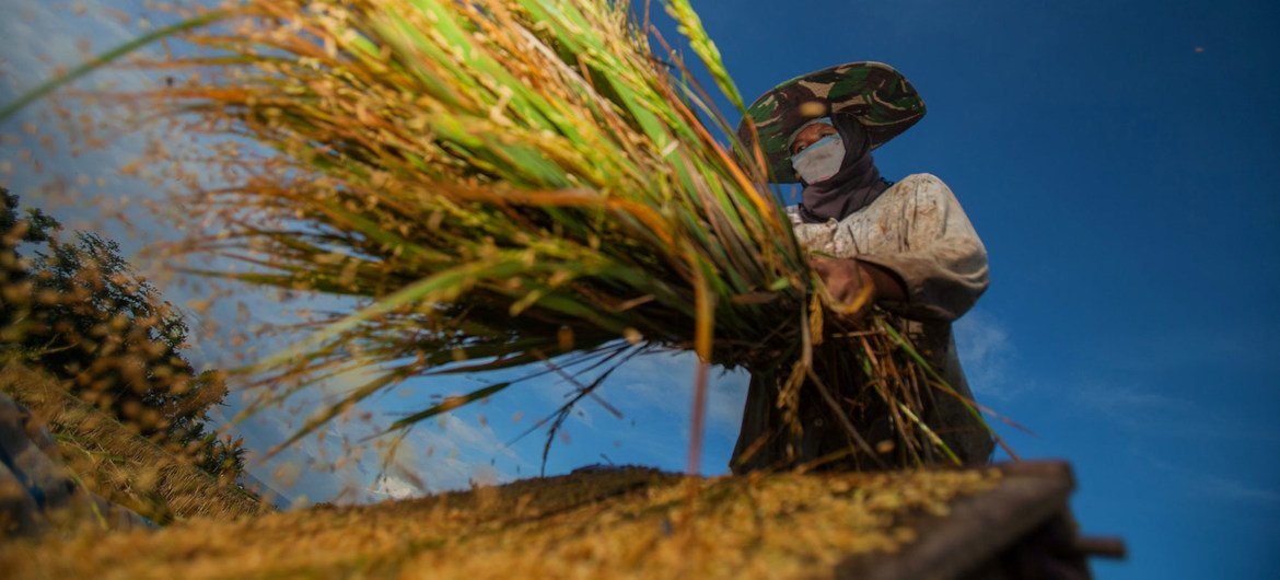 印度尼西亚的一位农民正在收割水稻。