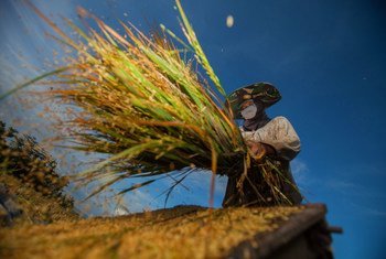 A farmer harvests rice in Bantaeng, Indonesia.