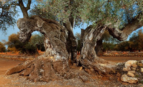 Territorio Sénia in Spain has the highest concentration of ancient olive trees in the world. Territorio Sénia in Spain has the highest concentration of ancient olive trees in the world.