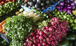 Verduras producidas por los participantes en el Proyecto Estratégico de Seguridad Alimentaria de la FAO y la Secretaría de Agricultura, Ganadería, Desarrollo Rural, Pesca y Alimentación de México.