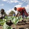 Dois meninos cuidam de fileiras de vegetais em uma horta escolar em Moçambique. Um deles usa uma enxada para trabalhar a terra enquanto o outro se agacha por perto.