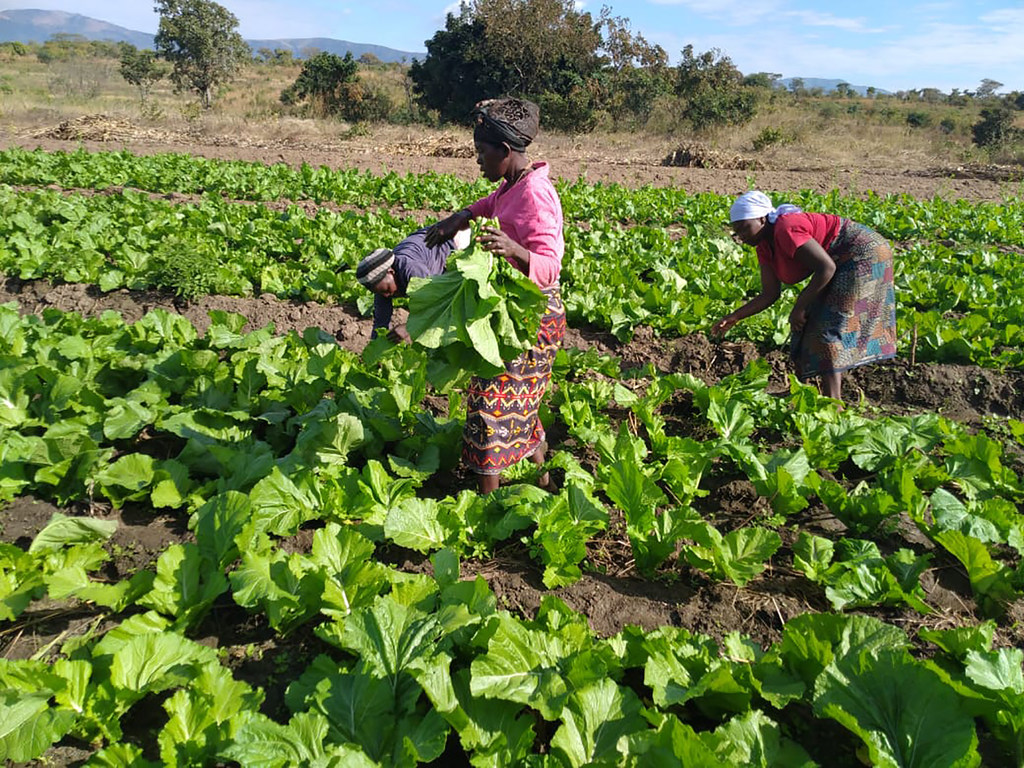 Un projet de l'ONU vise à améliorer la sécurité alimentaire et nutritionnelle des petits agriculteurs et des familles au Mozambique (Archives)