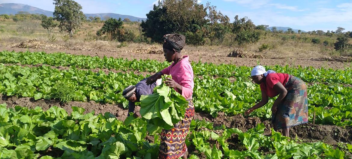 O projecto visa também melhorar a segurança alimentar e nutricional dos pequenos agricultores e famílias em Moçambique