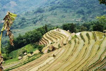  Rizière en terrasse dans le Yunnan, en Chine. 