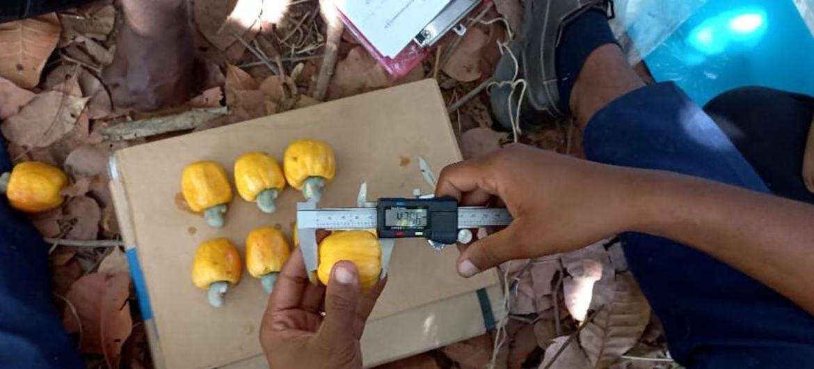 O Conselho Executivo do Fundo Monetário Internacional, FMI, autorizou o acordo de Facilidade de Crédito Alargado de três anos para a Guiné-Bissau num valor de US$ 38,4 milhões.