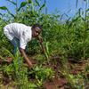 Um homem de camisa branca e calça jeans cuida da plantação em um campo em Moçambique.