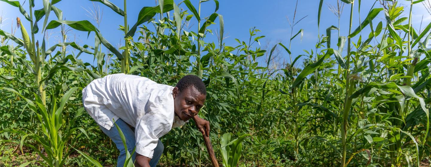 No presente ano, 2025, Paulo considera um ano de sucesso e conta com excedentes 
