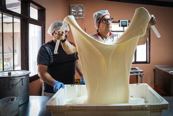 Guillermo desmenuza con su mano un queso mozzarella fresco para mostrar el proceso de producción artesanal que implica la elaboración de este tipo de queso.