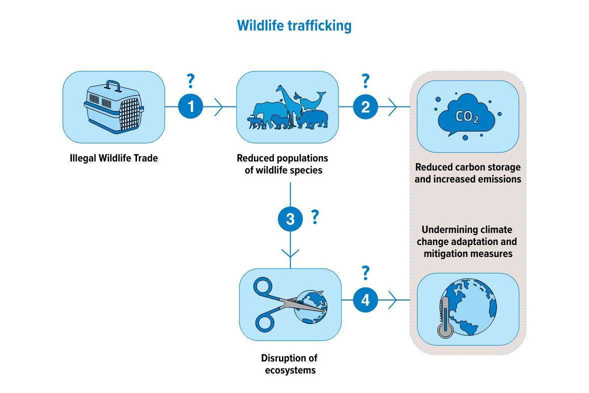 Harm to the environment and climate inflicted by illicit trafficking in wildlife species.