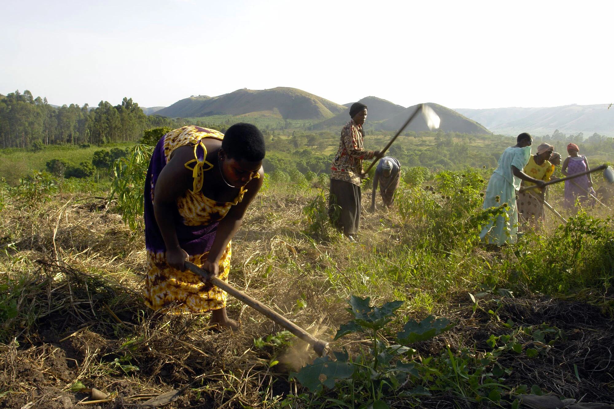 🎙️« Un adulte sur quatre craint de perdre sa terre » : la FAO appelle à sécuriser les droits fonciers dans le monde