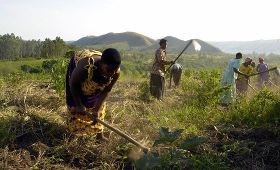 En Ouganda, le droit foncier a longtemps défavorisé les héritières et les conflits fonciers peuvent mener à la violence. Ici, des fermières de la région de Kampala (archive).