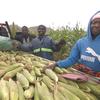 Mradi wa  umwagiliaji warejesha matumaini kwa wakulima wa Masvingo, Zimbabwe.
