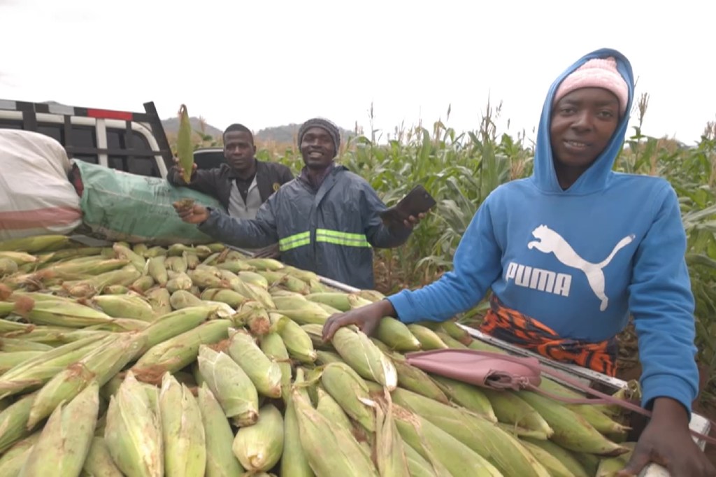 Mradi wa umwagiliaji warejesha matumaini kwa wakulima wa Masvingo, Zimbabwe. Mradi wa umwagiliaji warejesha matumaini kwa wakulima wa Masvingo, Zimbabwe.