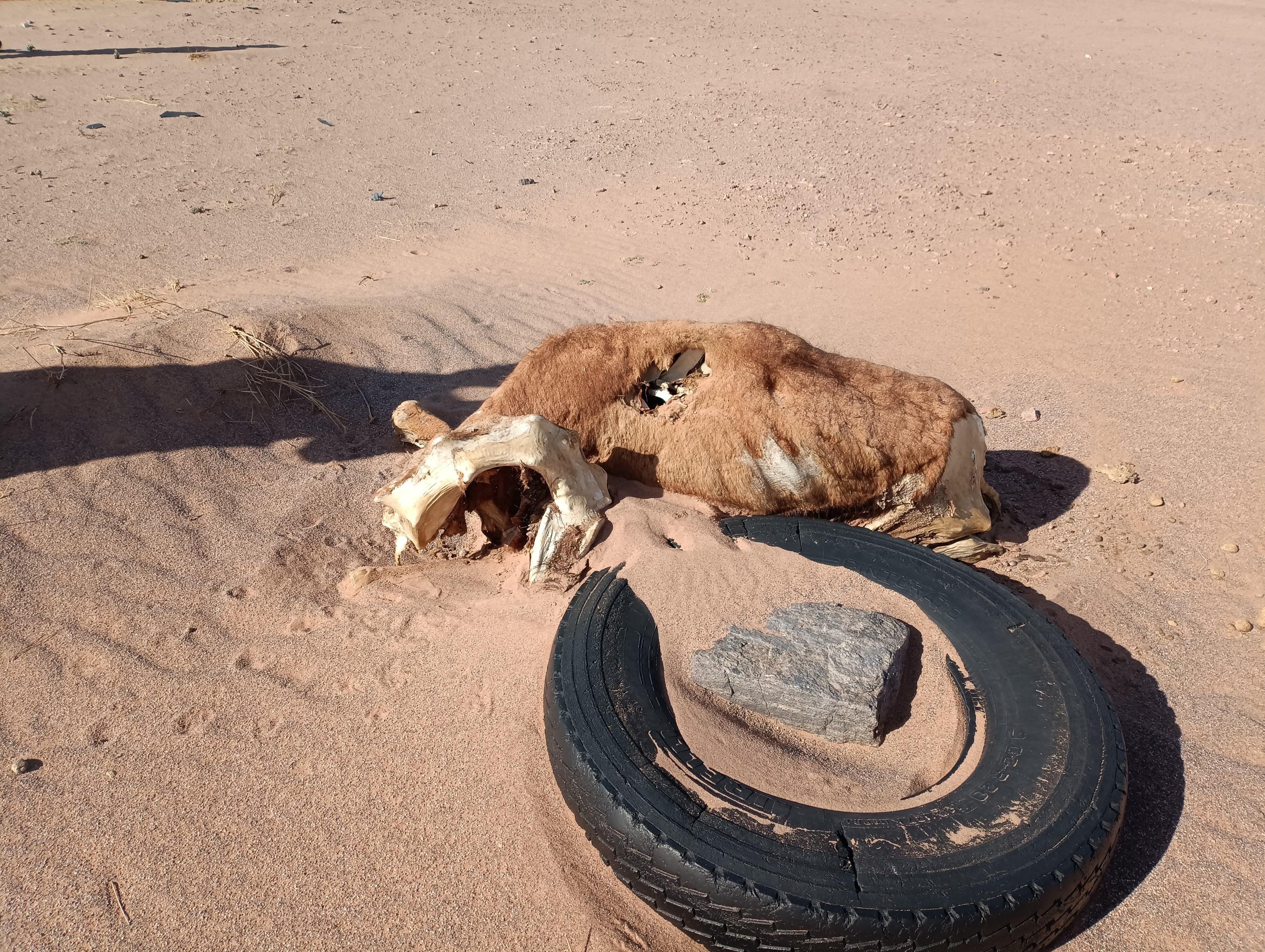 由于干旱，沙漠中不时能看到大型动物的残骸。 