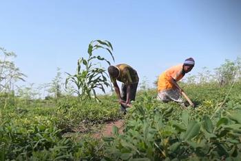Wakulima wa njugu karanga. Mradi wa FAO wa kulinda lishe ya wasiojiweza umekuwa mkombozi Turkana nchini Kenya