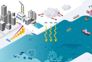 Когда СО2 растворяется в морской воде, он образует угольную кислоту.