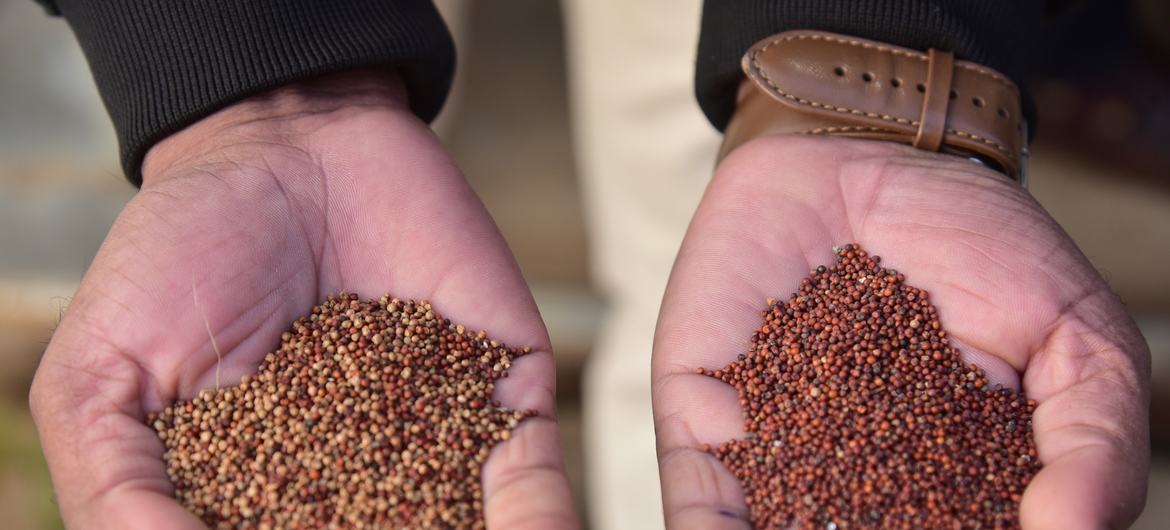 millet seeds