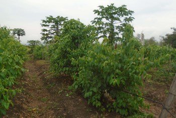 El cultivo de la semilla sacha inchi es una buena alternativa al cultivo de la coca, ya que ayuda a prevenir el narcotráfico.