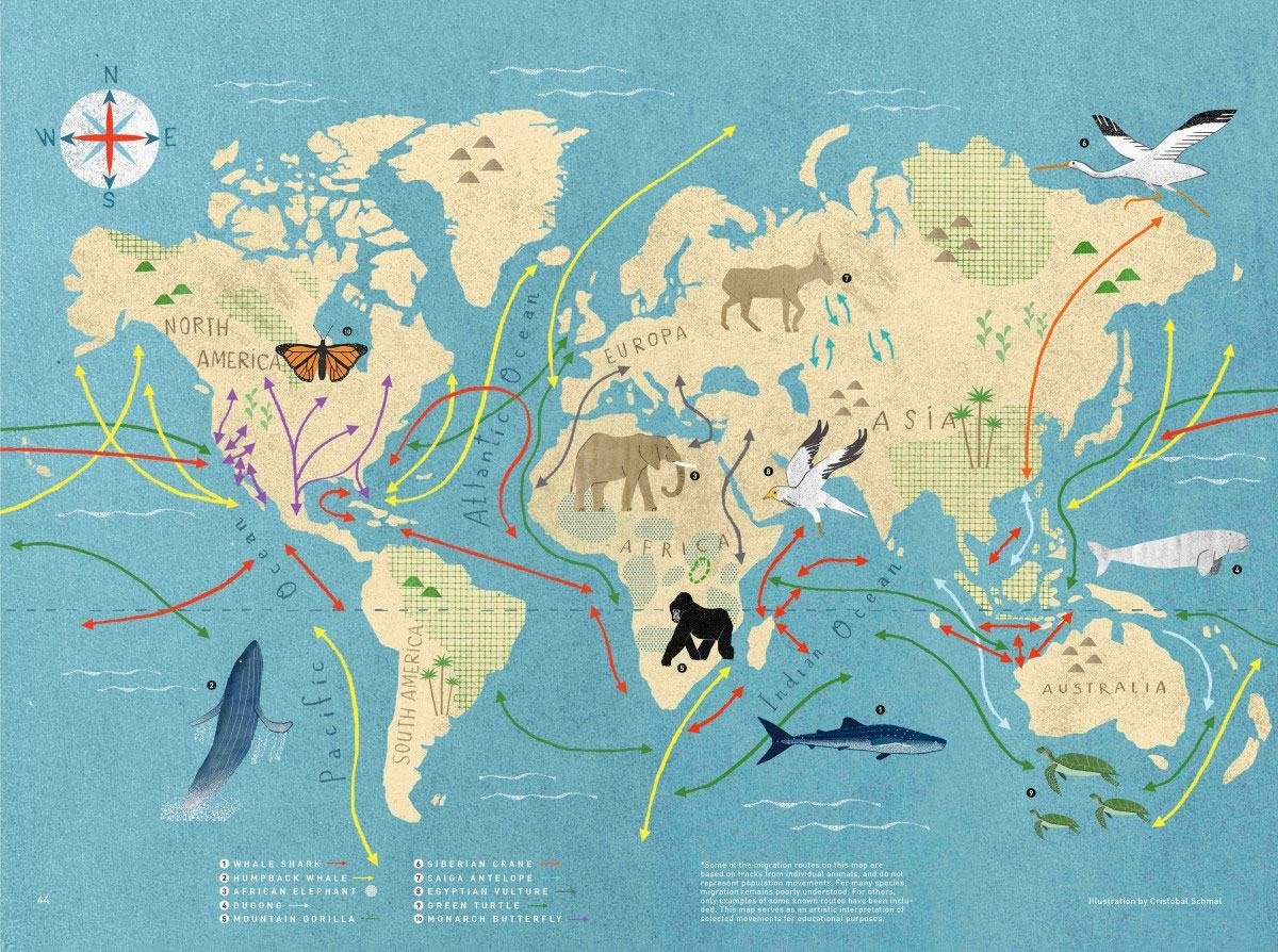 Protecting migratory species in a rapidly changing world | | UN News