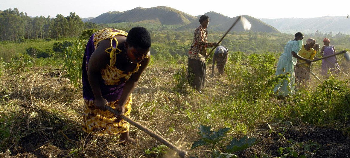 乌干达的妇女正在田间劳作。