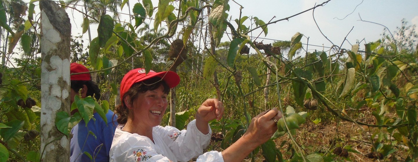 El sacha nichi es una “súper semilla” que busca cultivar la paz en Colombia. Su aceite previene enfermedades cardiovasculares y ayuda a eliminar el colesterol, los triglicéridos y las grasas acumuladas en el organismo. Además, ayuda a la conexión de las n